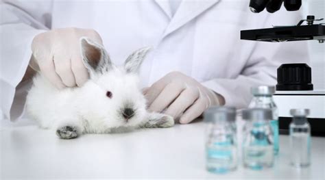 why animal testing should stop